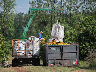 Duurzame fruitteelt door Riedel